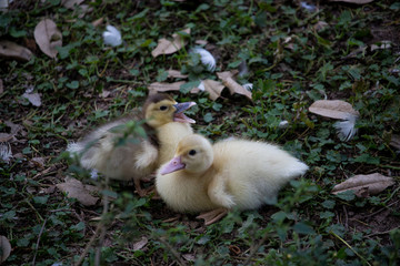 Naturaleza, animales