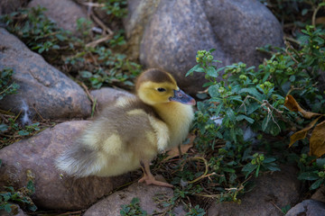 Naturaleza, animales