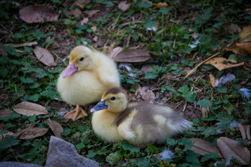 Naturaleza, animales