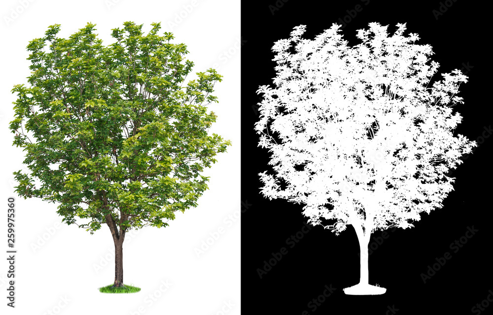 Leinwandbilder single tree on transparent picture background with clipping path, single tree with clipping path and alpha channel on black background