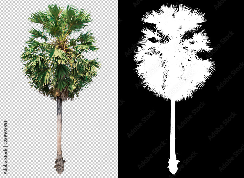 Leinwandbilder single tree on transparent picture background with clipping path, single tree with clipping path and alpha channel on black background