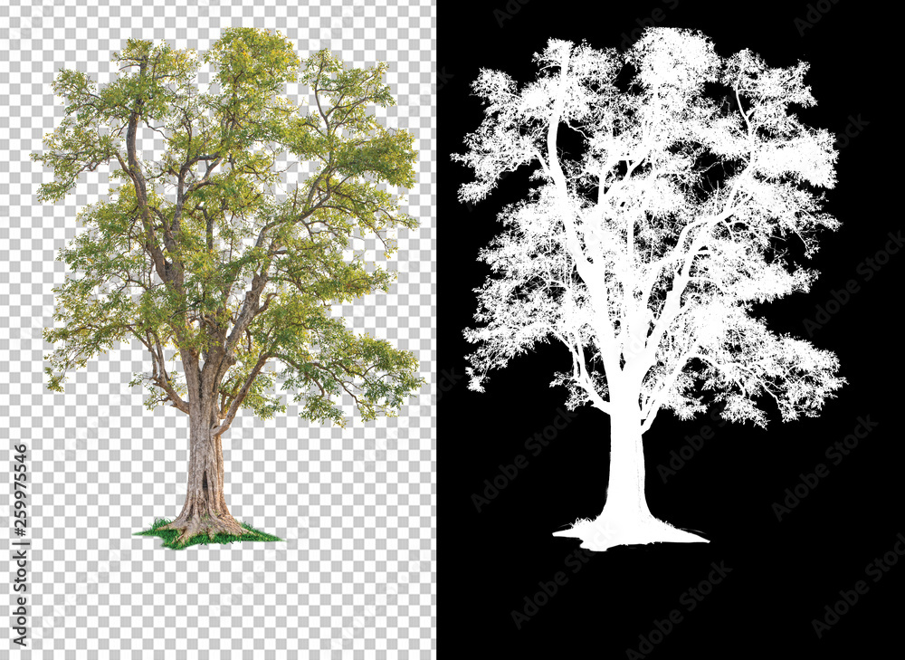 Leinwandbilder single tree on transparent picture background with clipping path, single tree with clipping path and alpha channel on black background