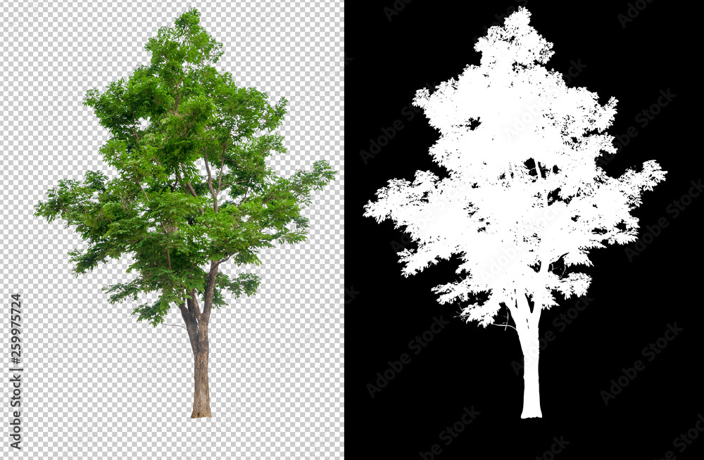 Poster single tree on transparent picture background with clipping path, single tree with clipping path and alpha channel on black background