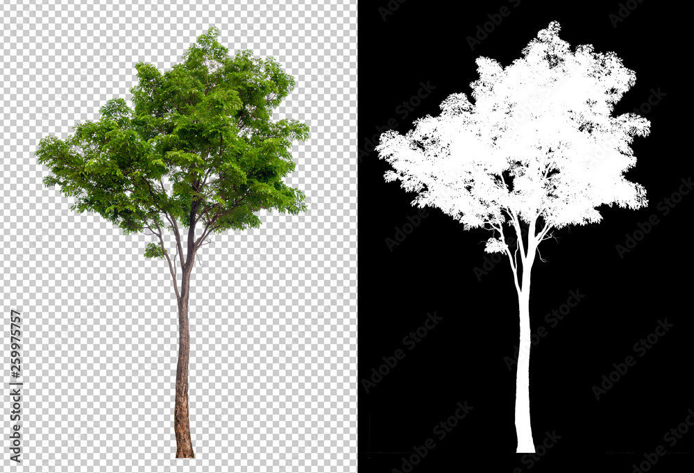 Leinwandbilder single tree on transparent picture background with clipping path, single tree with clipping path and alpha channel on black background