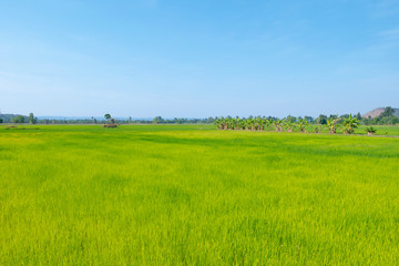 Landscape green rice fields and blue sky