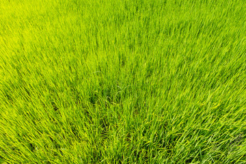 Top view rice plants in the green field
