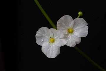 Little white flowers on black background
