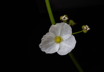 Little white flower on black background