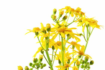 Fototapeta na wymiar beautiful spring yellow flower blooming texture background