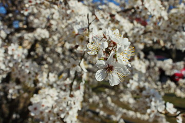 cherry tree blossom