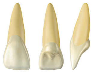 maxillary central incisor tooth in the buccal, palatal and lateral views. Realistic 3d illustration of maxillary central incisor tooth.