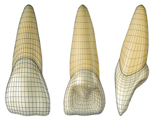 maxillary central incisor tooth in the vestibular, palatal and lateral views with black wireframe wrapping the tooth. Realistic 3d illustration of maxillary central incisor tooth with black wire.