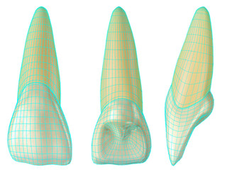 maxillary central incisor tooth in the vestibular, palatal and lateral views with blue neon wireframe wrapping the tooth. Realistic 3d illustration of maxillary central incisor tooth with blue wire