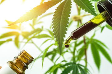 Hand holding bottle of Cannabis oil in dropper against cannabis plant.