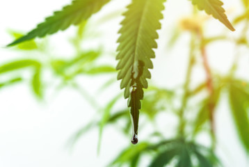 Dark full spectrum Cannabis oil drop on cannabis leaf
