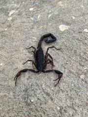 Alacrán negro en el piso 