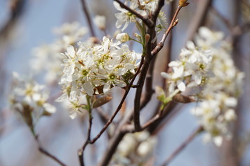 ジューンベリーの花