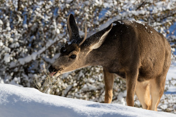 Closeup of young male Kaibab deer (subspecies of mule deer) with antlers feeding during winter at Grand Canyon National Park. Plants and snow in background.