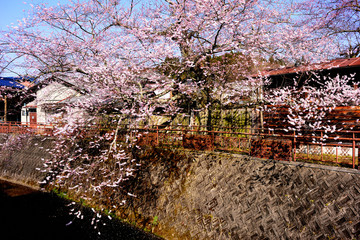 大正村 © tosi