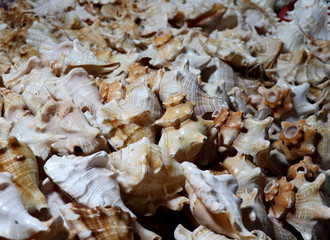  Sea shells in the market. Conch shells at Puri sea beach evening market. Beautiful marine shells.