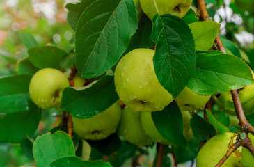 Organic green apples on the branch on the tree