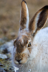 Snowshoe hare rabbit male close up