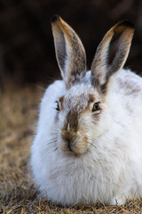 Snowshoe hare rabbit female close up