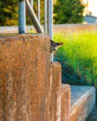 こちらを覗き込む猫