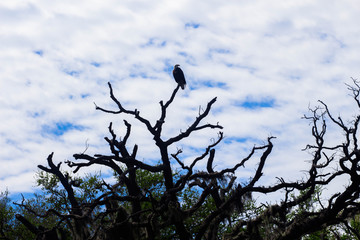 North American Bald Eagle On a Tree