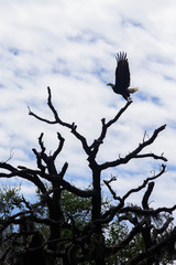 North American Bald Eagle Taking Flight 