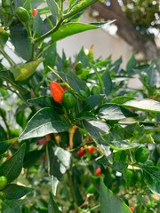 Planta de chile piquin rojo y verde 