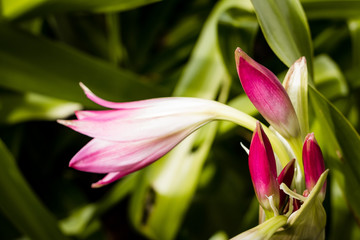 Beautiful assorted flowers of Spring in Galveston, Texas