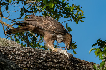 Crested Serpent Eagle (Spilornis cheela) Eating a Black Headed Ibis, Yala National Park, Sri Lanka
