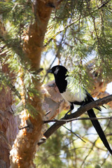 Magpie looking where to go