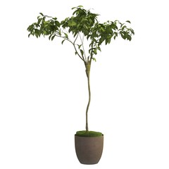 Indoor plant 3d illustration isolated on the white background