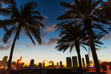 Palm trees in Watson island, Miami