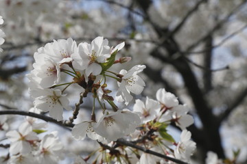 DC Cherry Blossom 4