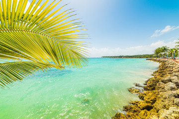Fototapeta na wymiar Palm tree and turquoise water in Sainte Anne shore
