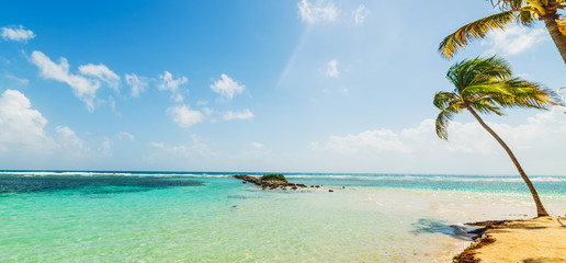 Obraz na płótnie Canvas Palms by the sea in La Caravelle beach in Guadeloupe