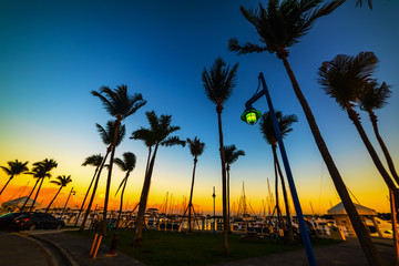 Palm trees silhouettes in Coconut Grove marina at sunset