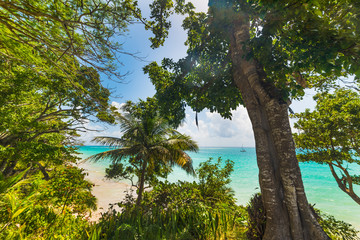 Green trees by the sea in La Datcha beach in Guadeloupe