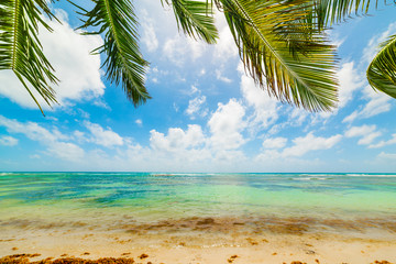 Clear water and palm trees in a tropical beach