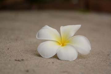 Fototapeta na wymiar Flower Plumeria with green leaves on blurred background. White flowers with yellow at center