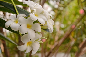 Obraz na płótnie Canvas Flower Plumeria with green leaves on blurred background. White flowers with yellow at center