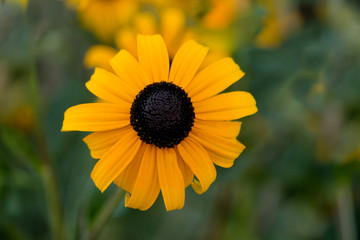 Black eye susan flower bloom.