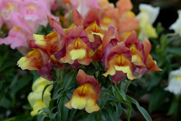 Snapdragon flower bloom.