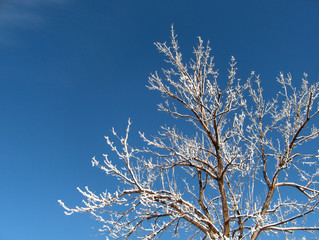 snowy tree branches