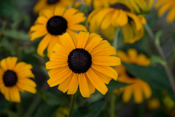 Black eye susan flower bloom.