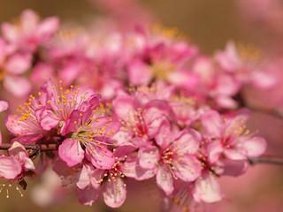 ニワザクラの花