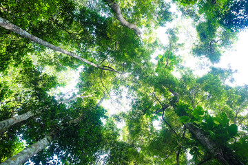Fototapeta premium Green tree leaf wild forest with sun light background